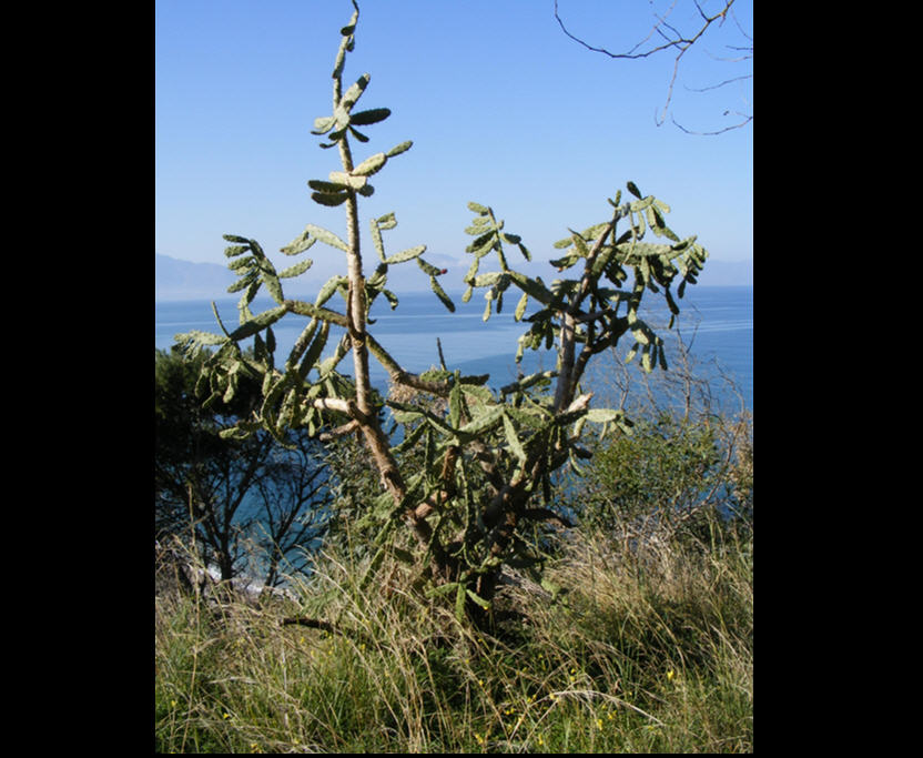 Determinazione di opuntia